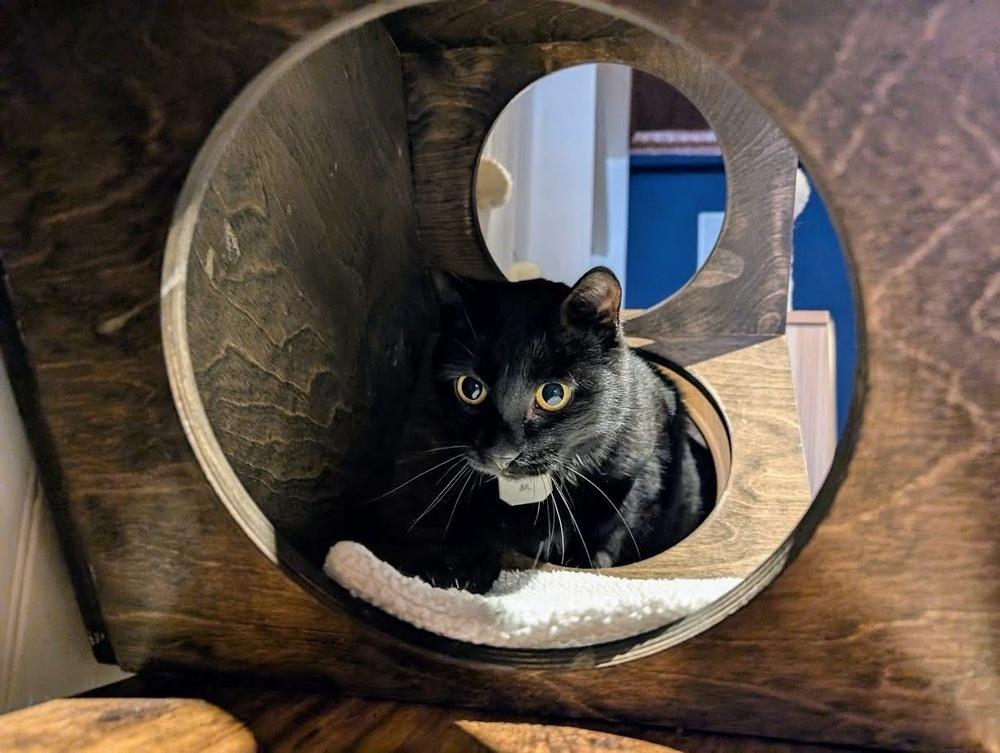 Enlarge Chadwick, a Adoptable Domestic Short Hair in Lewisburg, PA image 1/6