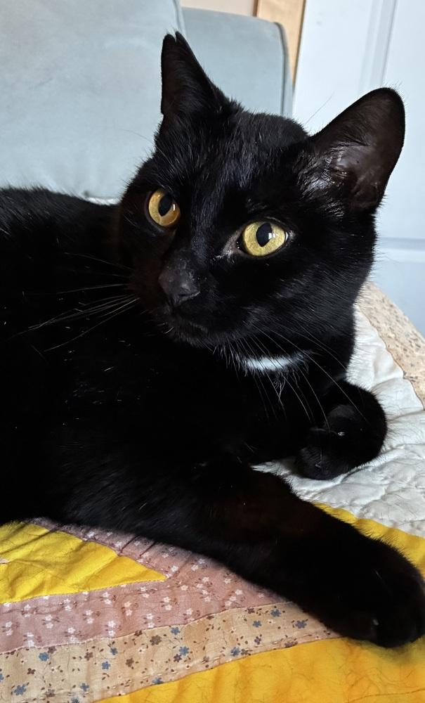 Enlarge Chadwick, a Adoptable Domestic Short Hair in Lewisburg, PA image 2/6