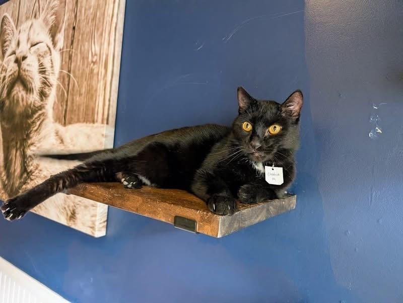 Enlarge Chadwick, a Adoptable Domestic Short Hair in Lewisburg, PA image 3/6