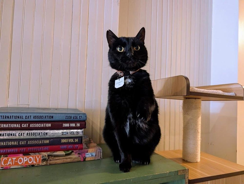 Enlarge Chadwick, a Adoptable Domestic Short Hair in Lewisburg, PA image 4/6