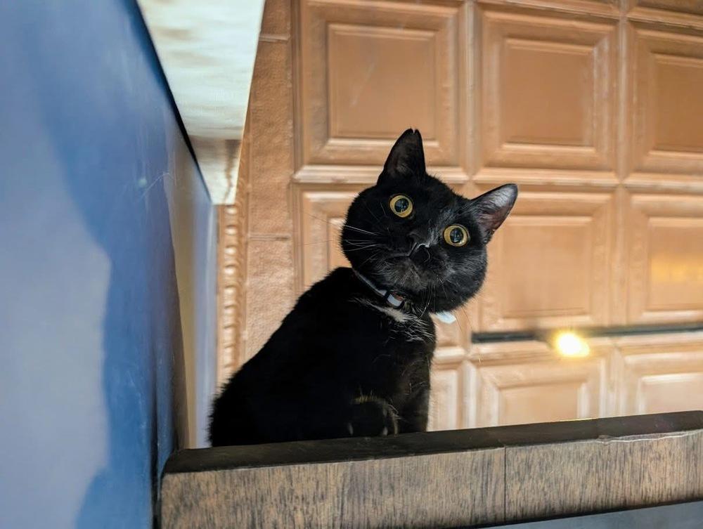 Enlarge Chadwick, a Adoptable Domestic Short Hair in Lewisburg, PA image 5/6