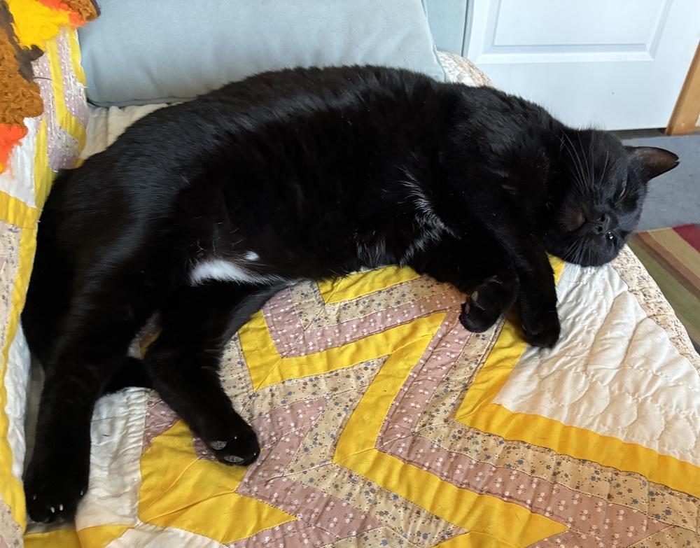 Enlarge Chadwick, a Adoptable Domestic Short Hair in Lewisburg, PA image 6/6