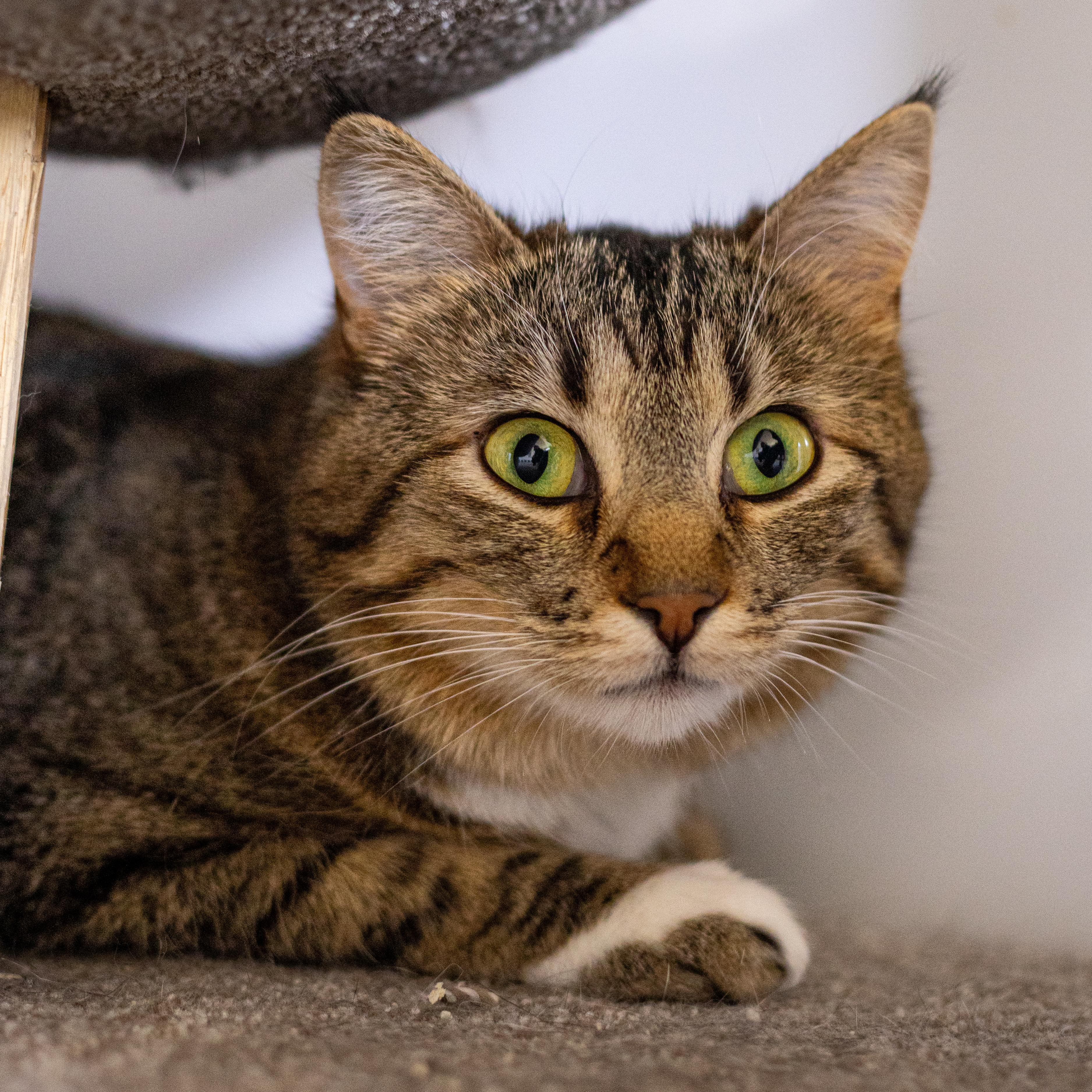 Tali - Adoption Fee Waived!, an adoptable Domestic Short Hair in Richland Center, WI, 53581 | Photo Image 2