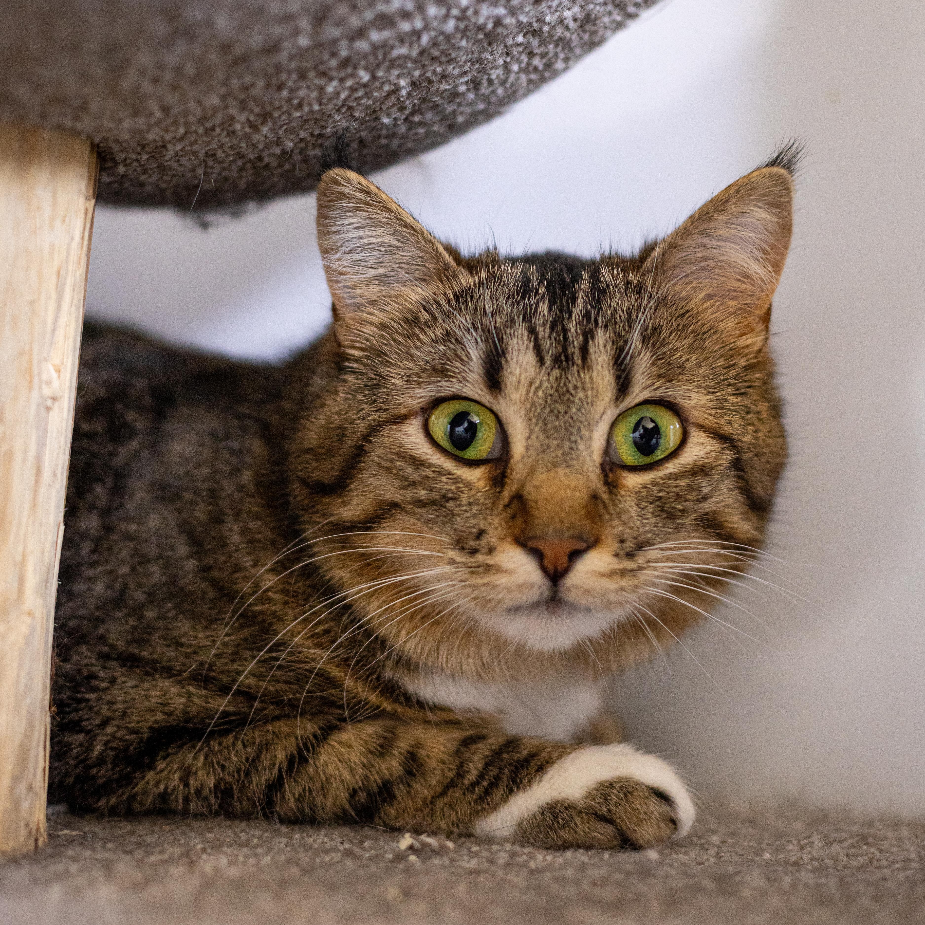 Tali - Adoption Fee Waived!, an adoptable Domestic Short Hair in Richland Center, WI, 53581 | Photo Image 1