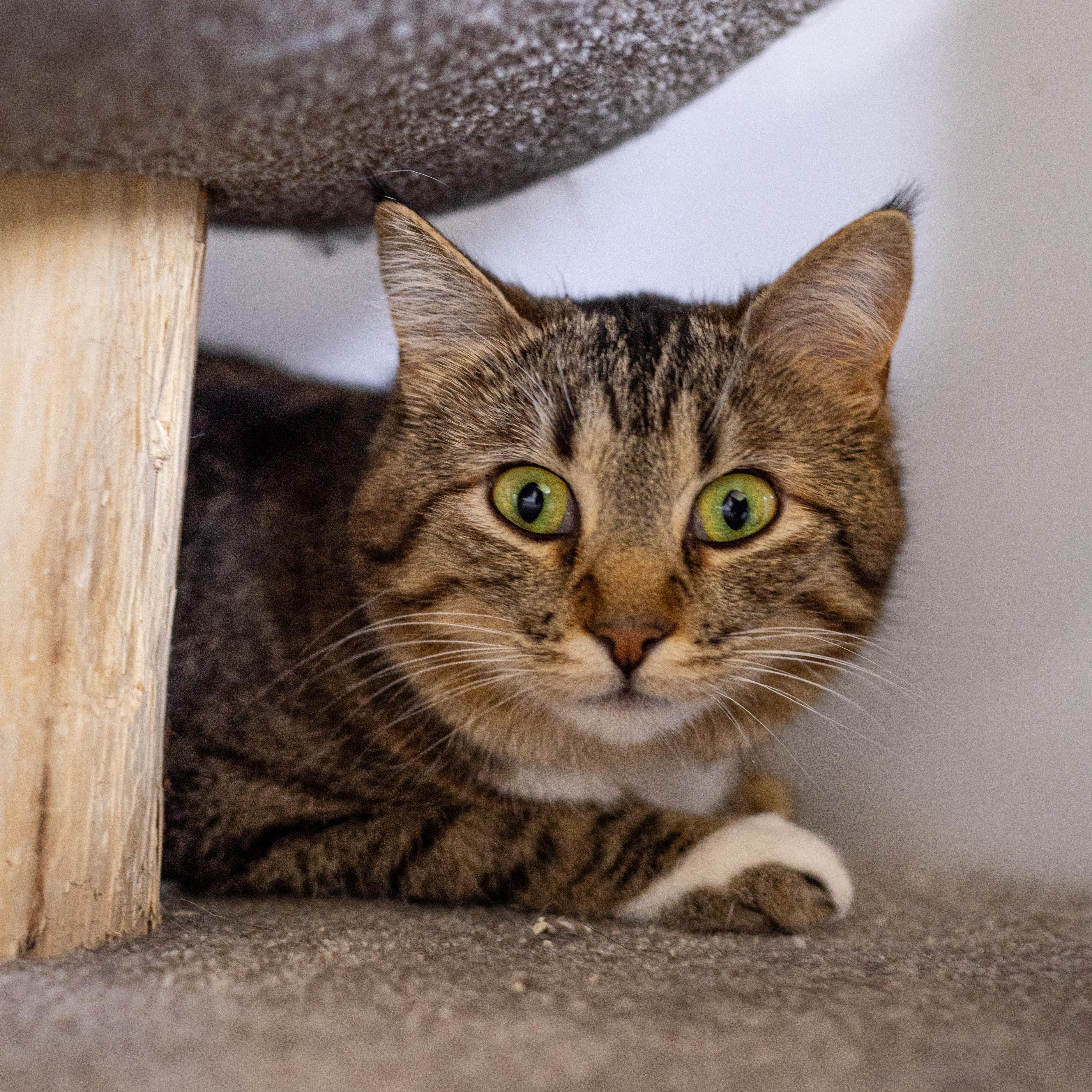 Tali - Adoption Fee Waived!, a Adoptable Domestic Short Hair in Richland Center, WI image 3/3