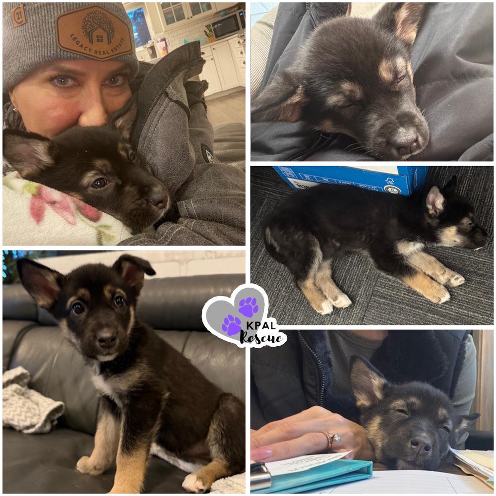 Enlarge Joanna - 80s Pop Song Litter, a Adopted mixed breed in Kenai, AK image 2/2