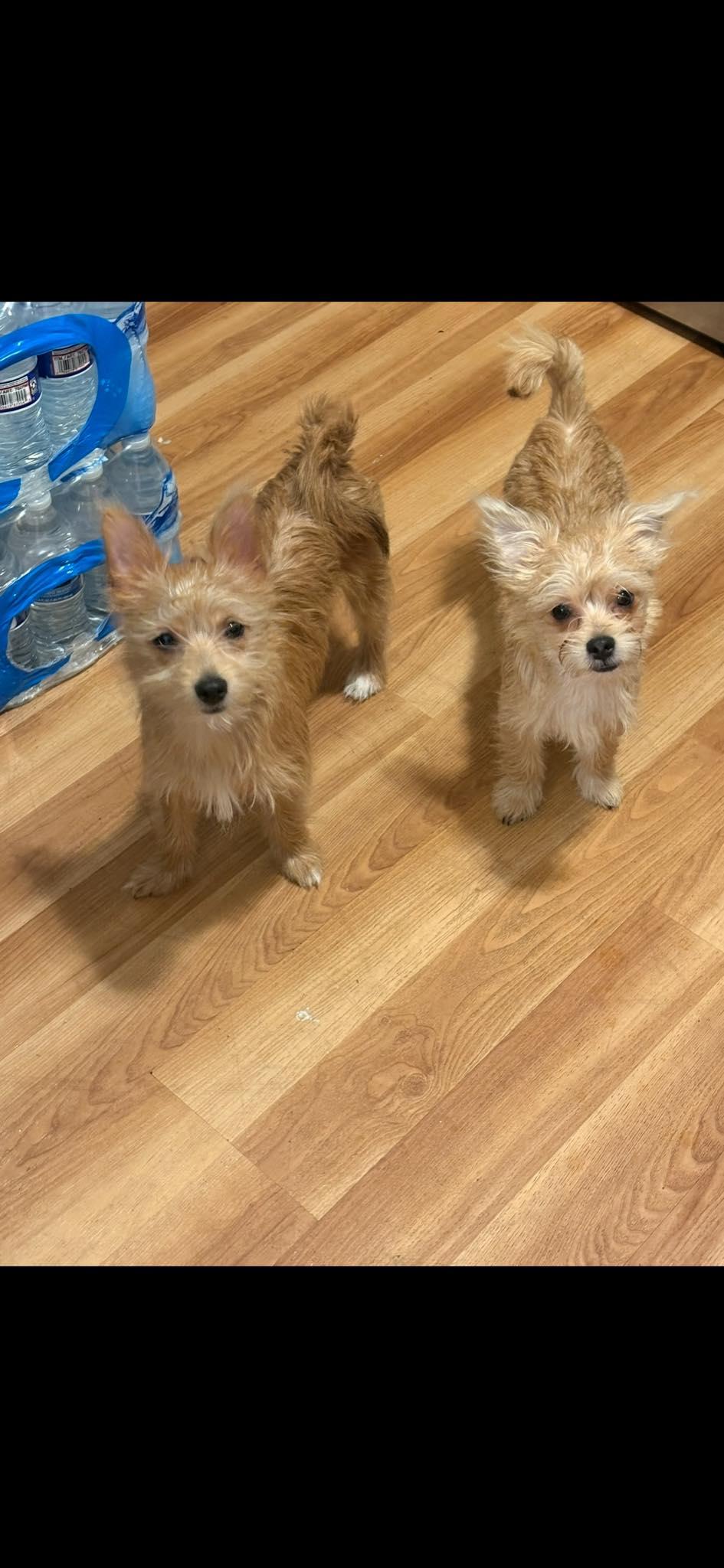 Cinnamon and Spice , a Adoptable Morkie in Marlton, NJ image 1/2