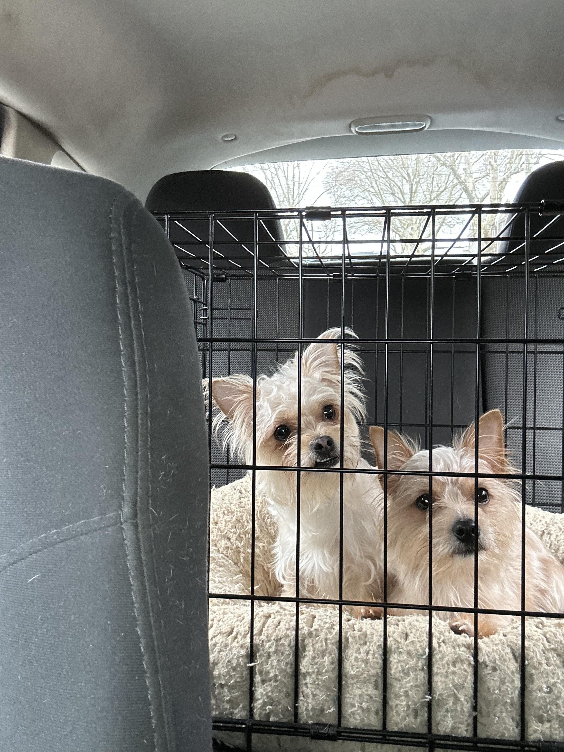 Cinnamon and Spice , a Adoptable Morkie in Marlton, NJ image 2/2