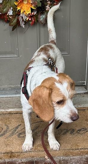 Harold, a Adoptable mixed breed in Bowmanville, ON image 2/5