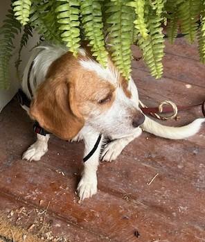 Harold, a Adoptable mixed breed in Bowmanville, ON image 3/5