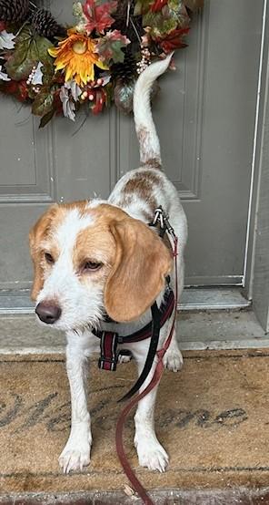 Harold, a Adoptable mixed breed in Bowmanville, ON image 4/5