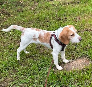 Harold, Adoptable, Adult Male Beagle & Terrier.