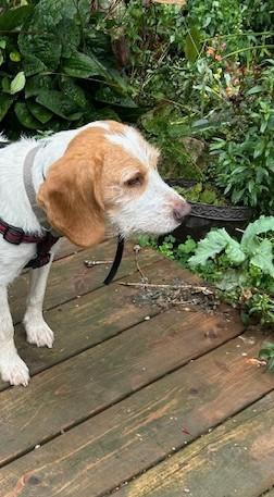 Harold, a Adoptable mixed breed in Bowmanville, ON image 5/5