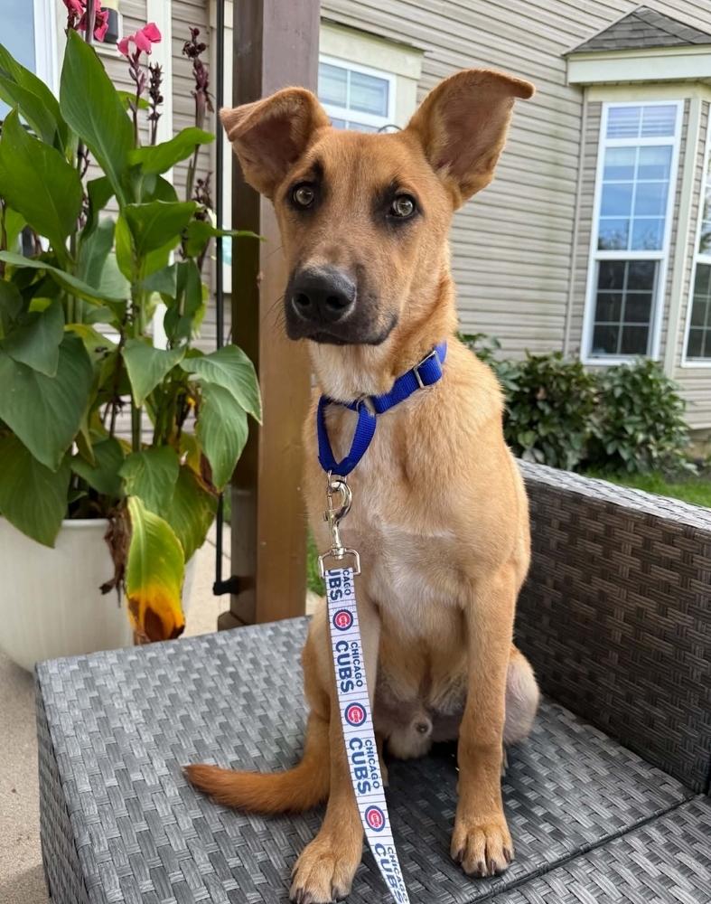 Freddie, Adoptable, Puppy Male German Shepherd Dog.