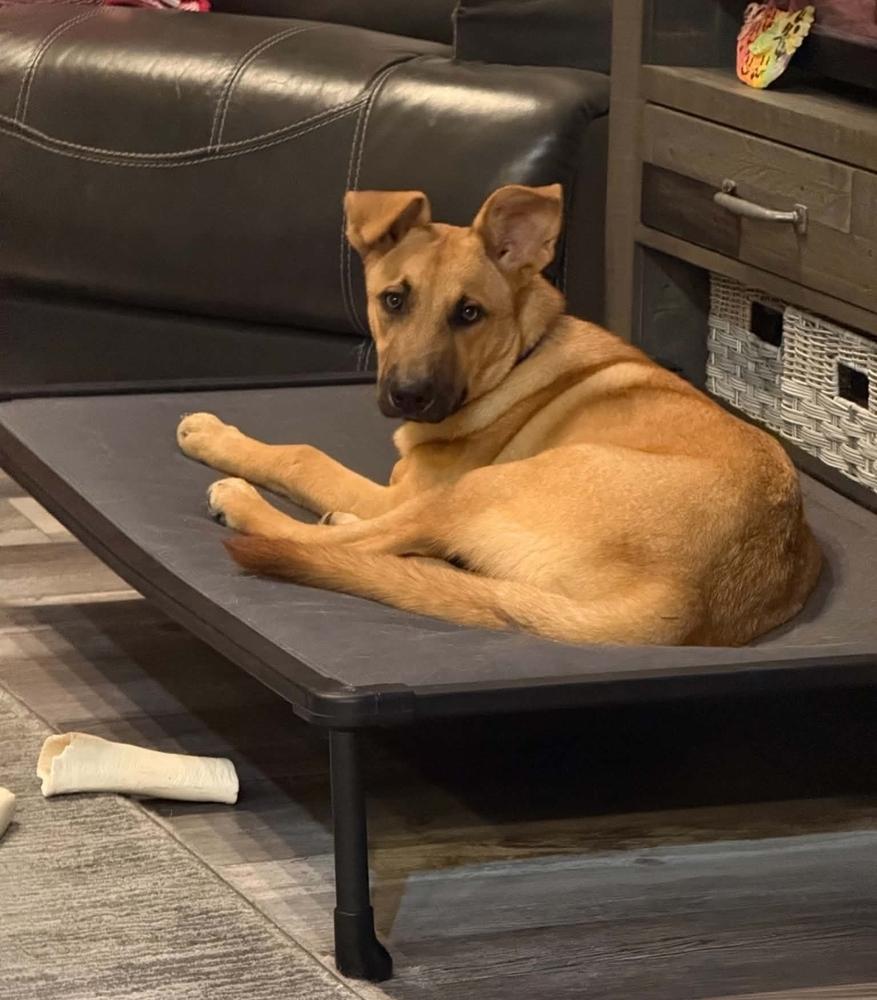 Enlarge Freddie, a Adoptable mixed breed in Fredonia, WI image 2/5