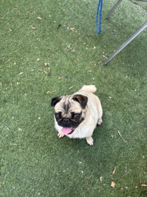 Enlarge EDNA, a Adoptable Pug in Hayward, CA image 1/1