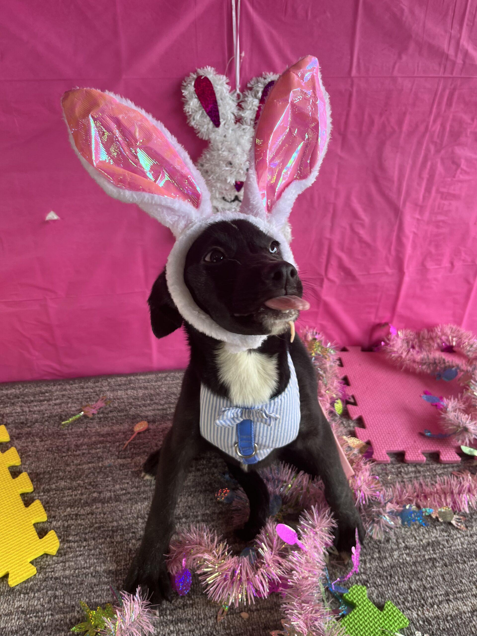 Dog for adoption Joan Lennon, a Shepherd & Labrador Retriever Mix in