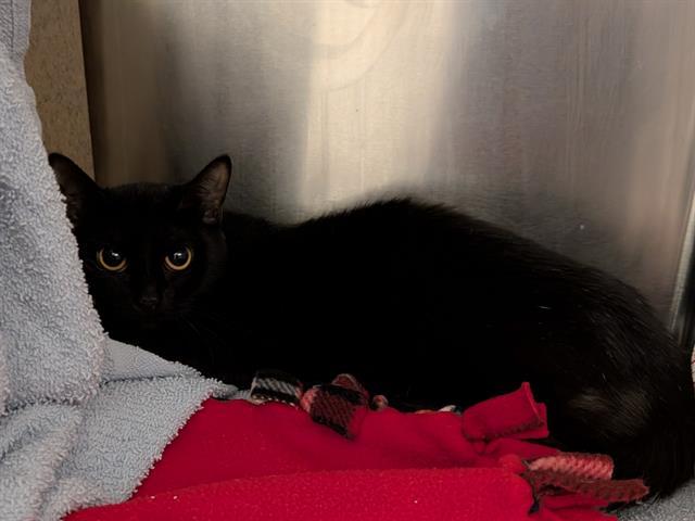 Enlarge ANDRAS, a Adoptable Domestic Short Hair in Kent, WA image 1/1