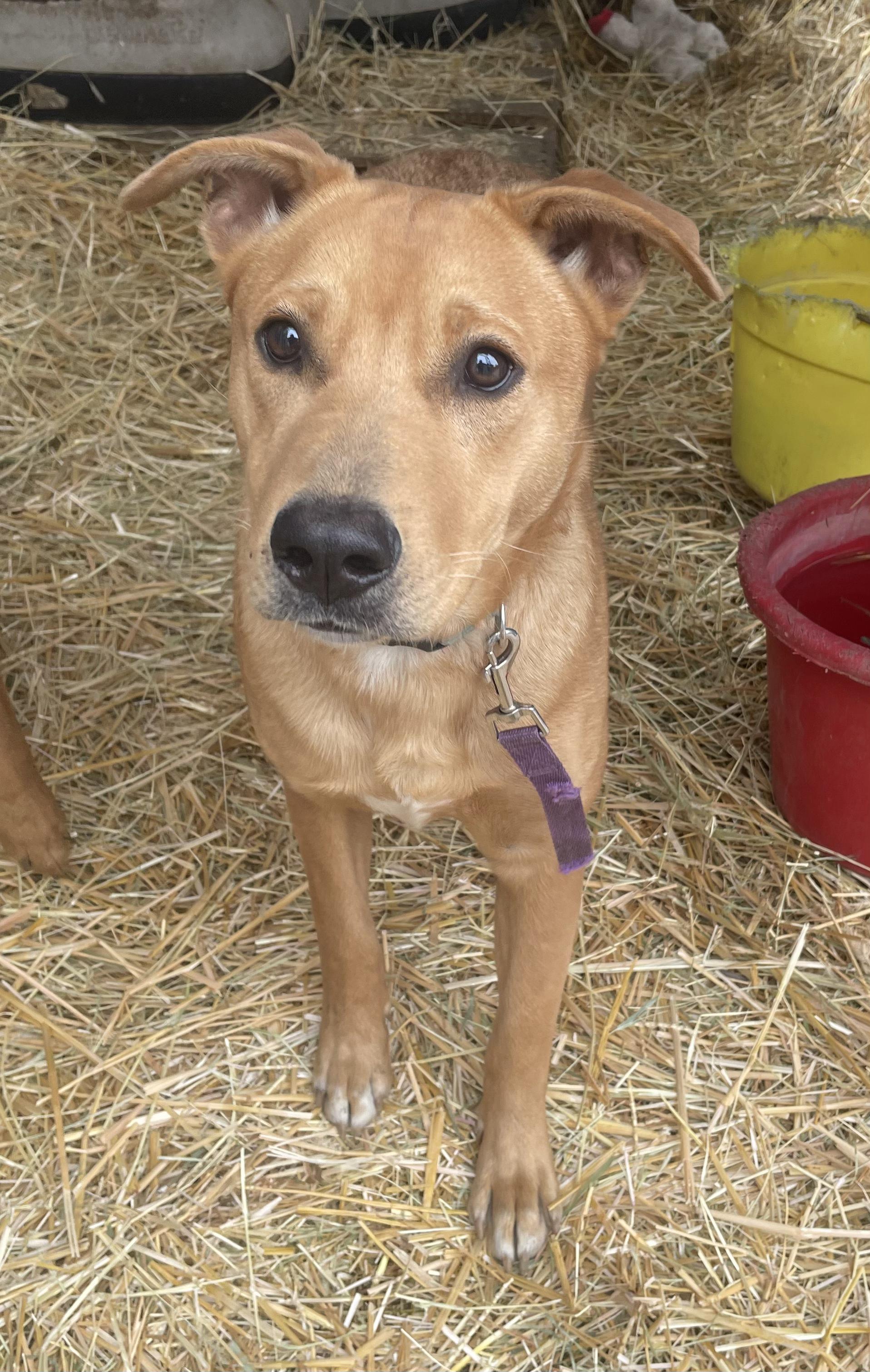 Enlarge Bear, a ADOPTABLE Mixed Breed in Billings, MT image 1/1