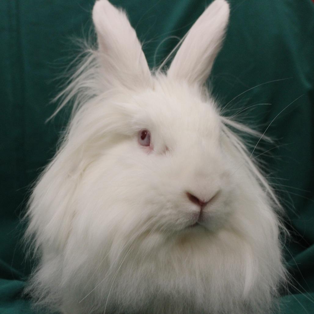 Pearlesque, Adoptable, Young Female Lionhead.
