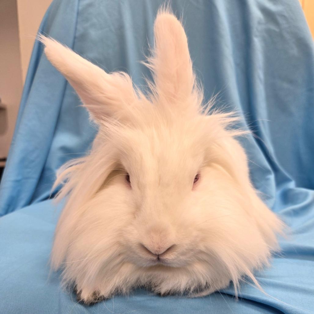 Pearlesque, Adoptable, Young Female Lionhead.