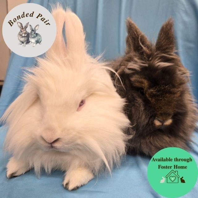 Pearlesque, Adoptable, Adult Female Lionhead.