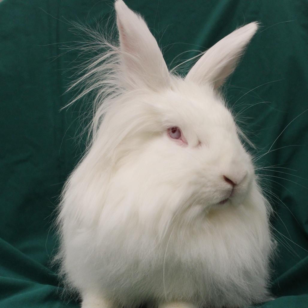Enlarge Pearlesque, a Adoptable Lionhead in Champaign, IL image 2/6