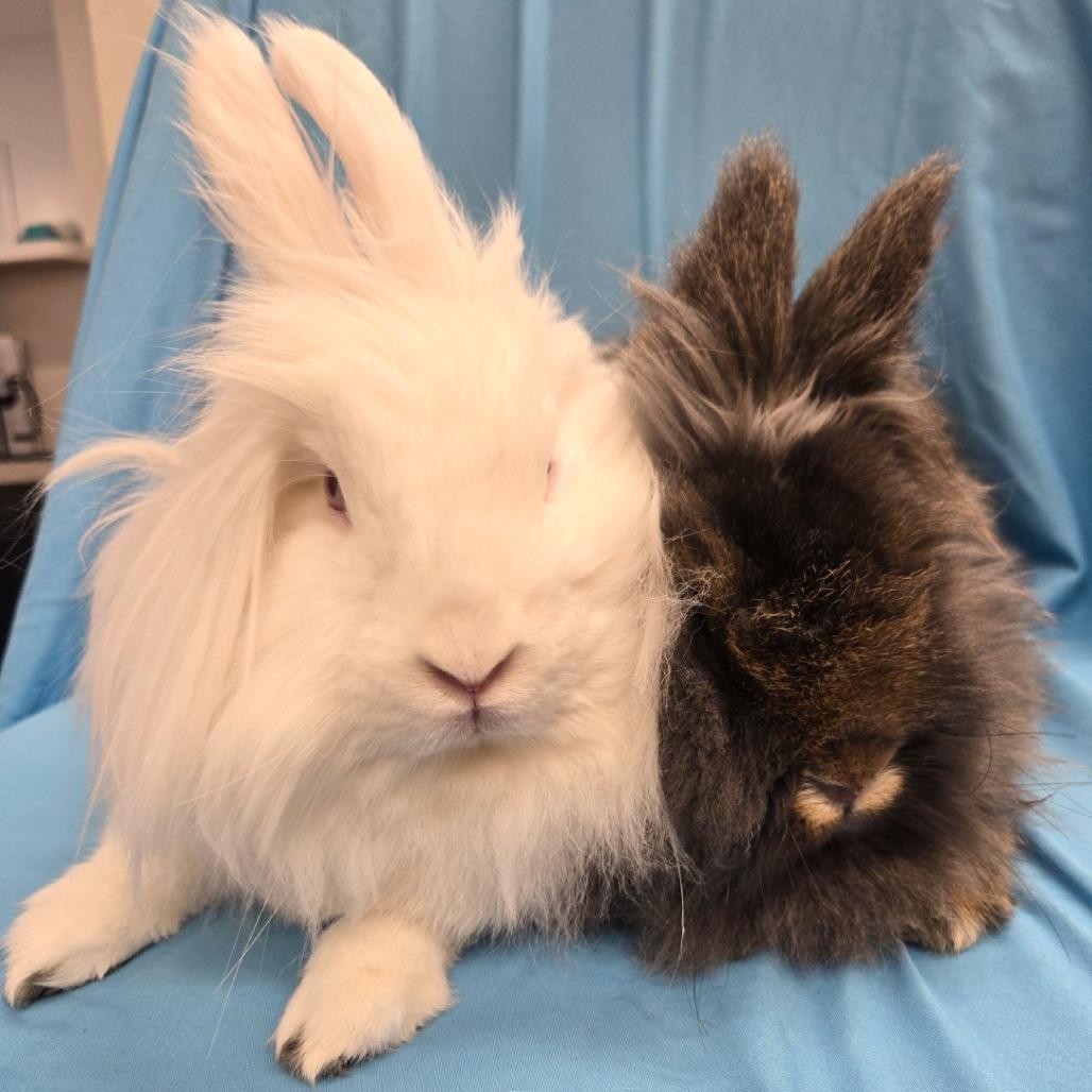 Enlarge Pearlesque, a Adoptable Lionhead in Champaign, IL image 3/6