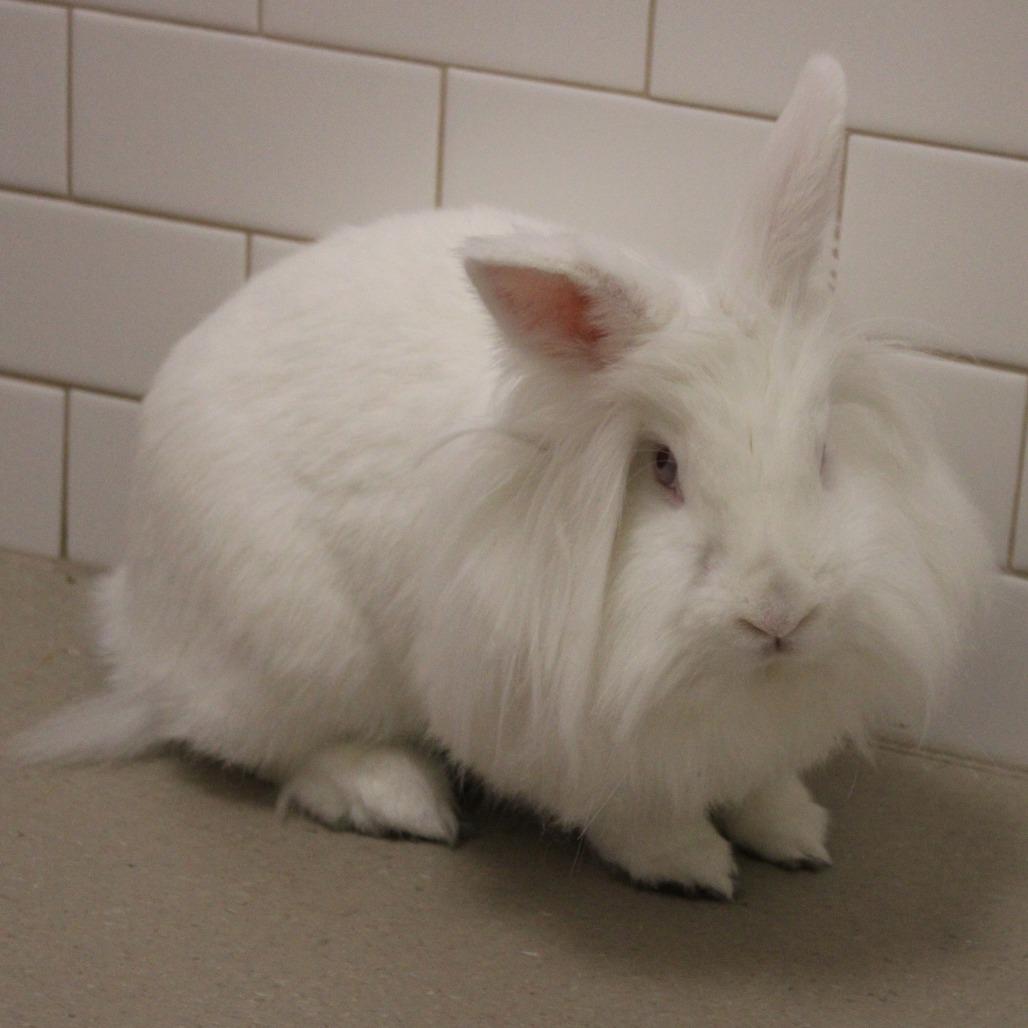 Pearlesque, a Adoptable Lionhead in Champaign, IL image 4/6