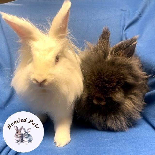 Pearlesque, a Adoptable Lionhead in Champaign, IL image 5/6