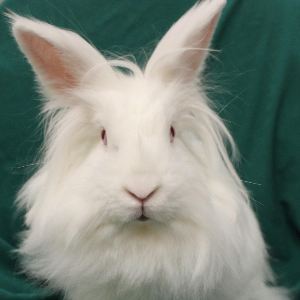 Enlarge Pearlesque, a Adoptable Lionhead in Champaign, IL image 3/6