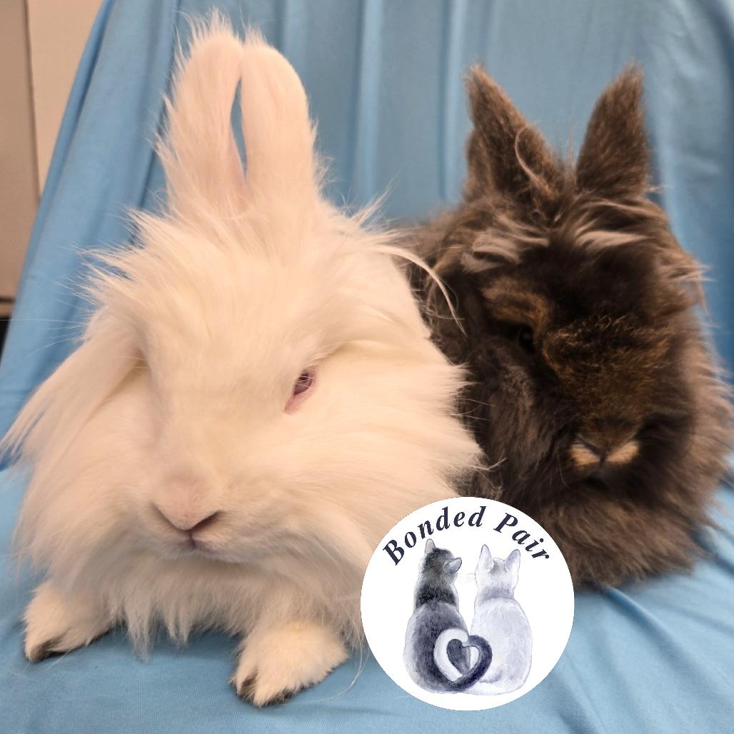 Enlarge Pearlesque, a Adoptable Lionhead in Champaign, IL image 4/6