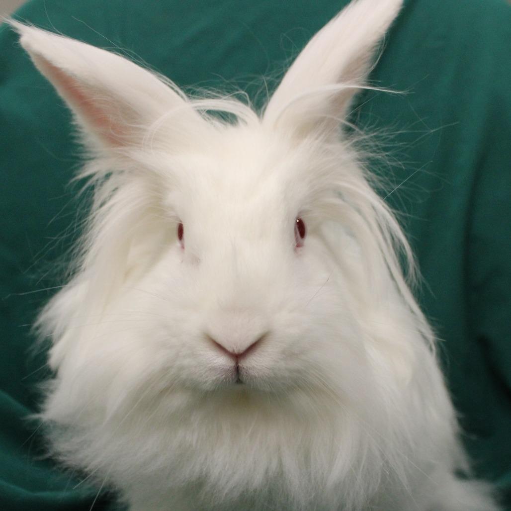 Enlarge Pearlesque, a Adoptable Lionhead in Champaign, IL image 6/6