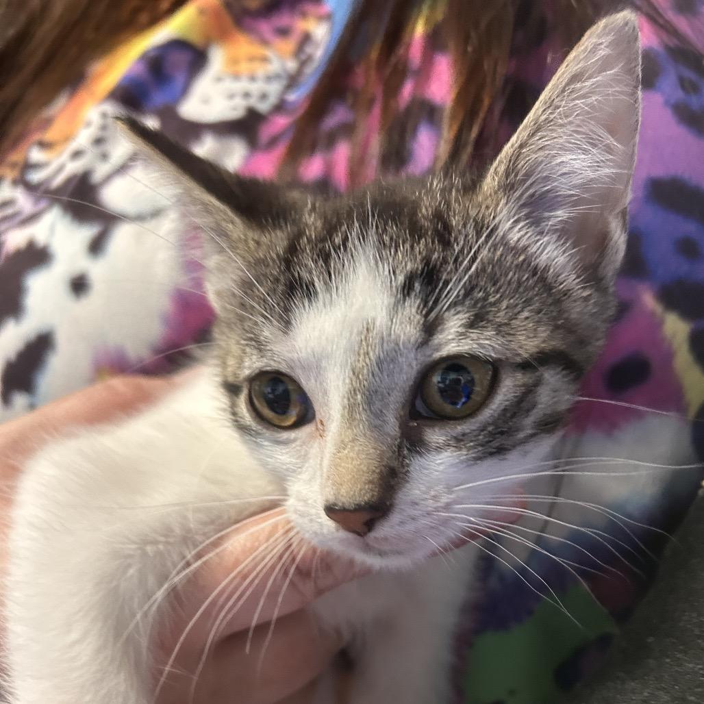 Shawn, Adoptable, Kitten Male American Shorthair.