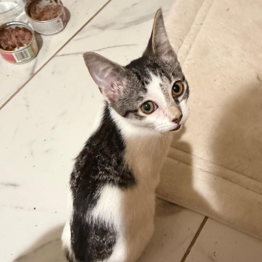 Enlarge Shawn, a Adoptable American Shorthair in mount vernon, AR image 2/2