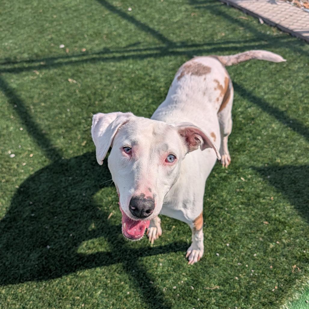 Phoenix, Adoptable, Senior Female Mixed Breed.