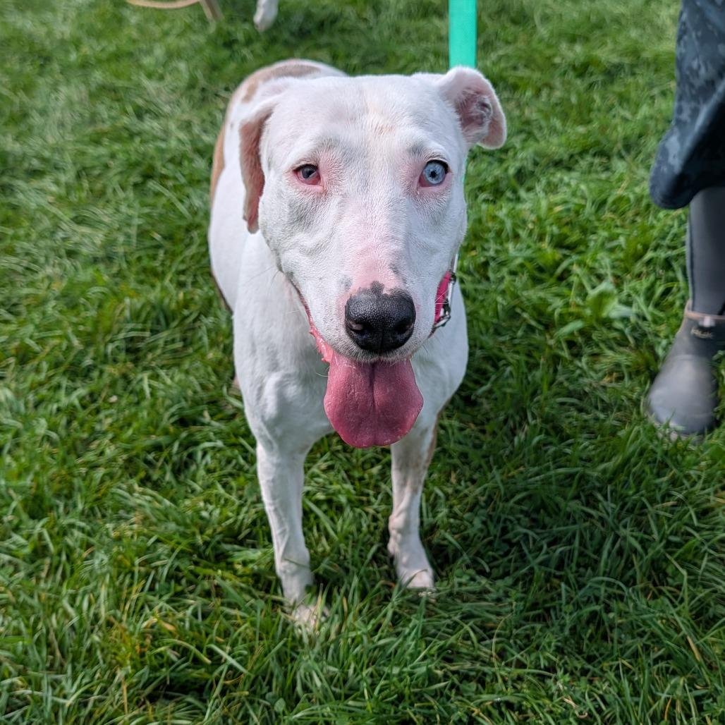 Enlarge Phoenix, a Adoptable Mixed Breed in East Smithfield , PA image 2/3