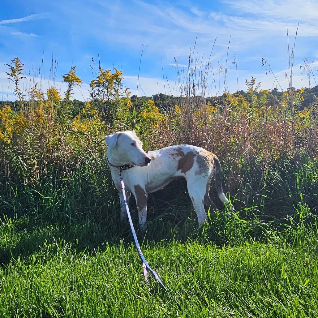 Enlarge Phoenix, a Adoptable Mixed Breed in East Smithfield , PA image 3/3
