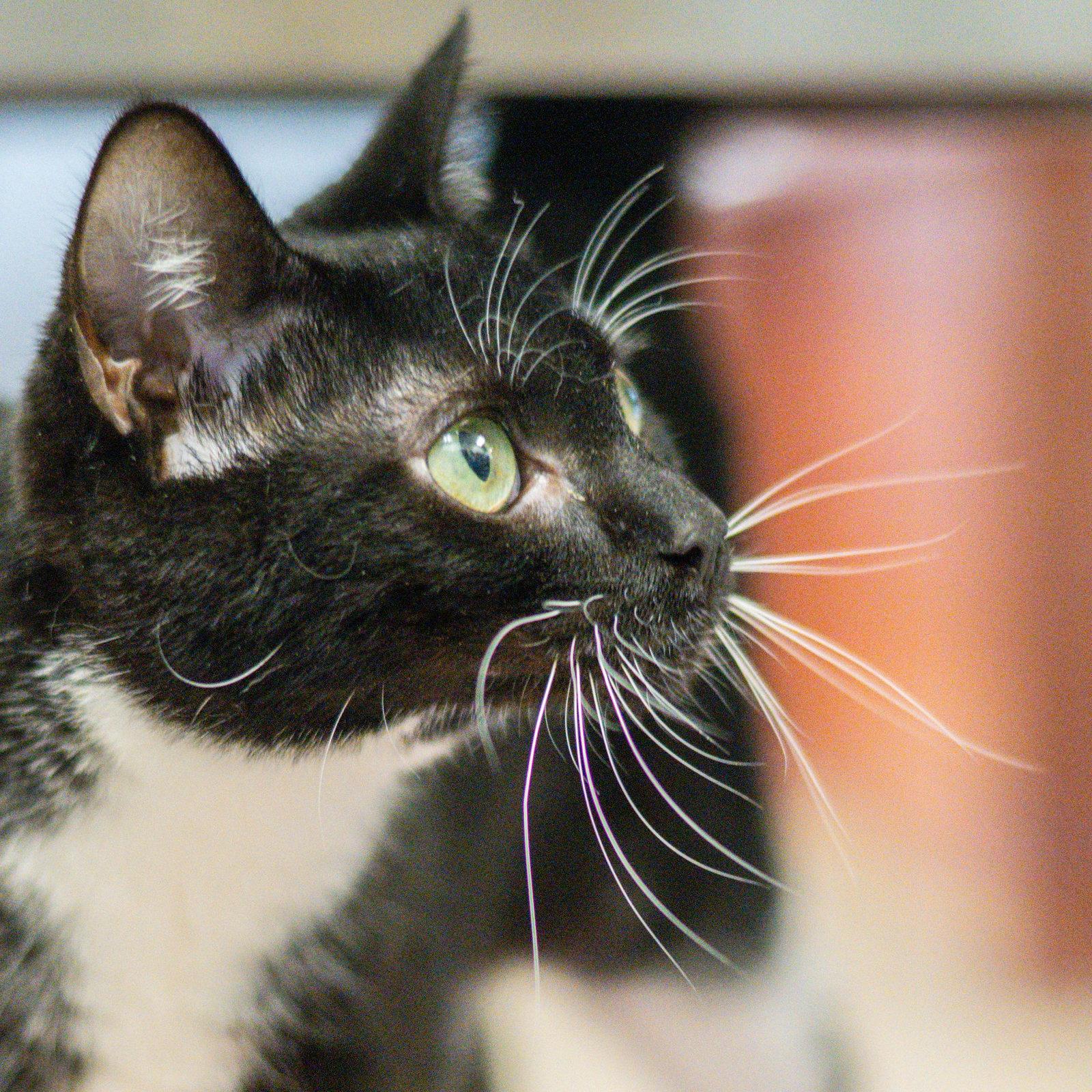 Carly, Adopted, Young Female Domestic Short Hair.