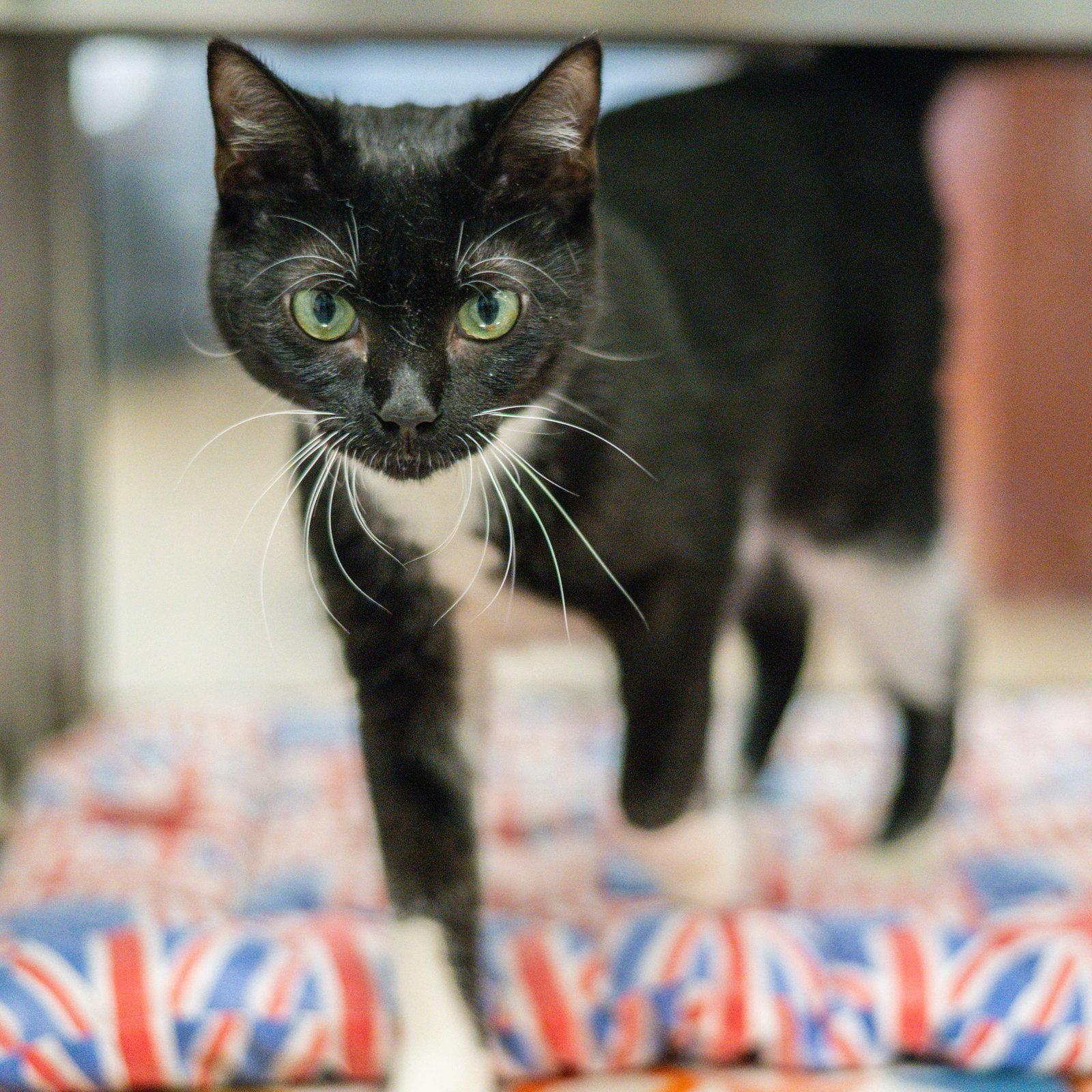 Enlarge Carly, a Adopted Domestic Short Hair in Hilton Head Island, SC image 3/3