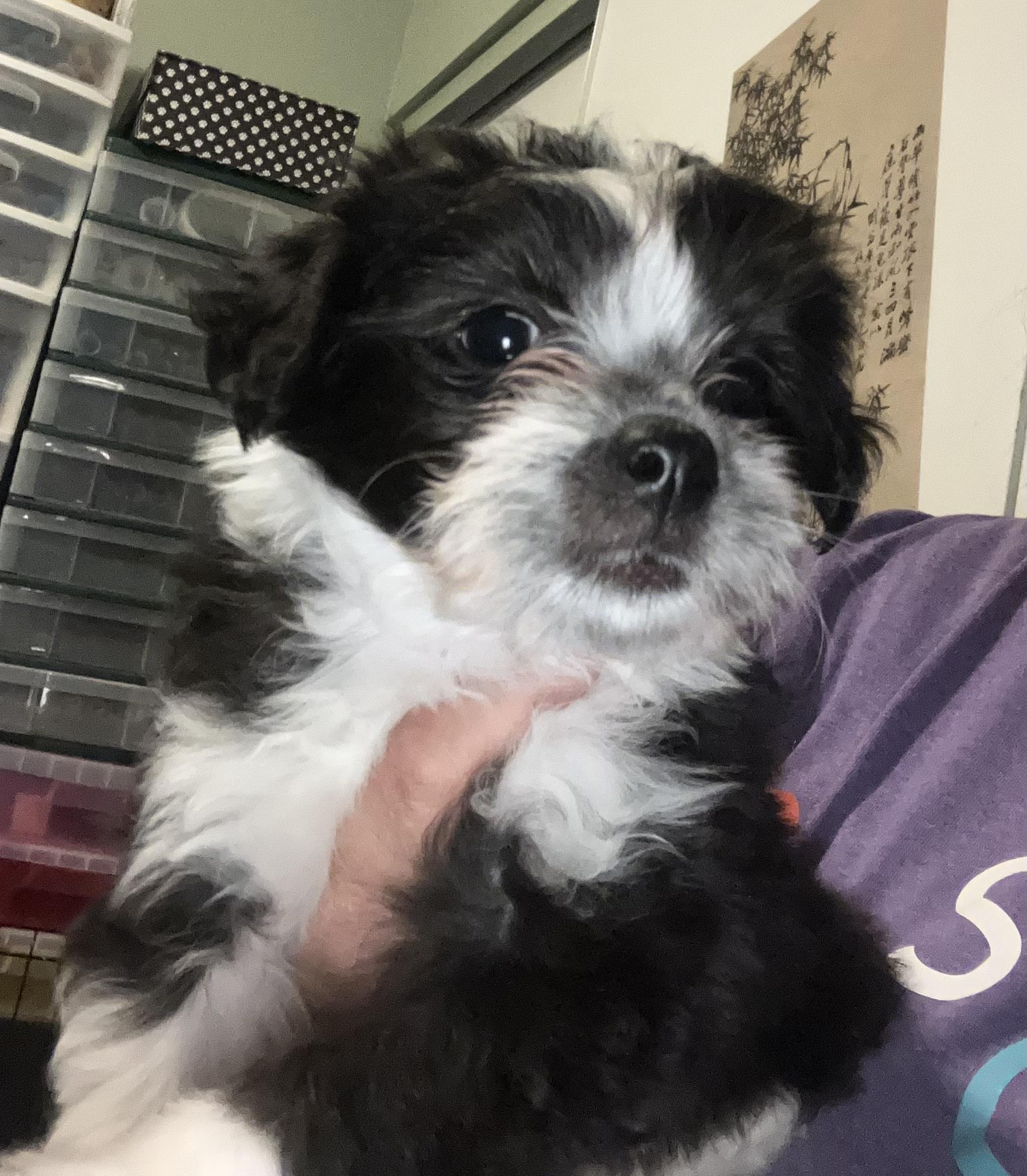 Panda, an adopted mixed breed in Henderson, NV image 1/2