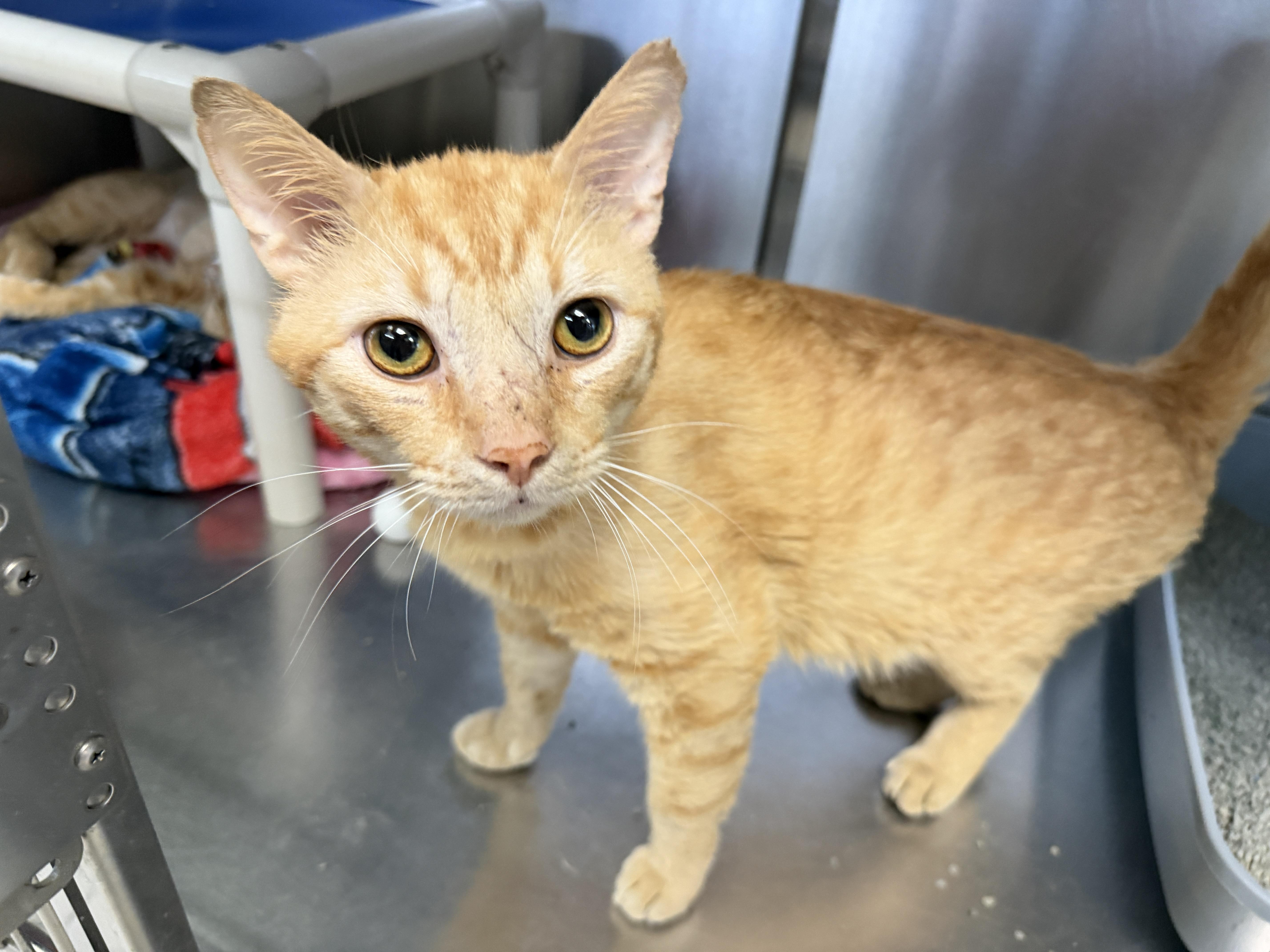 Enlarge Mark, a ADOPTABLE Domestic Short Hair in Wantagh, NY image 1/1
