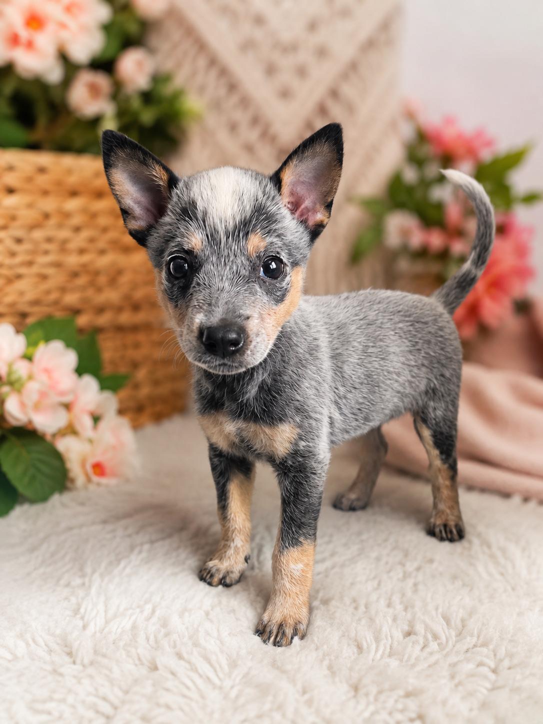 Dean Winchester, adopted, Puppy Male Australian Cattle Dog / Blue Heeler.