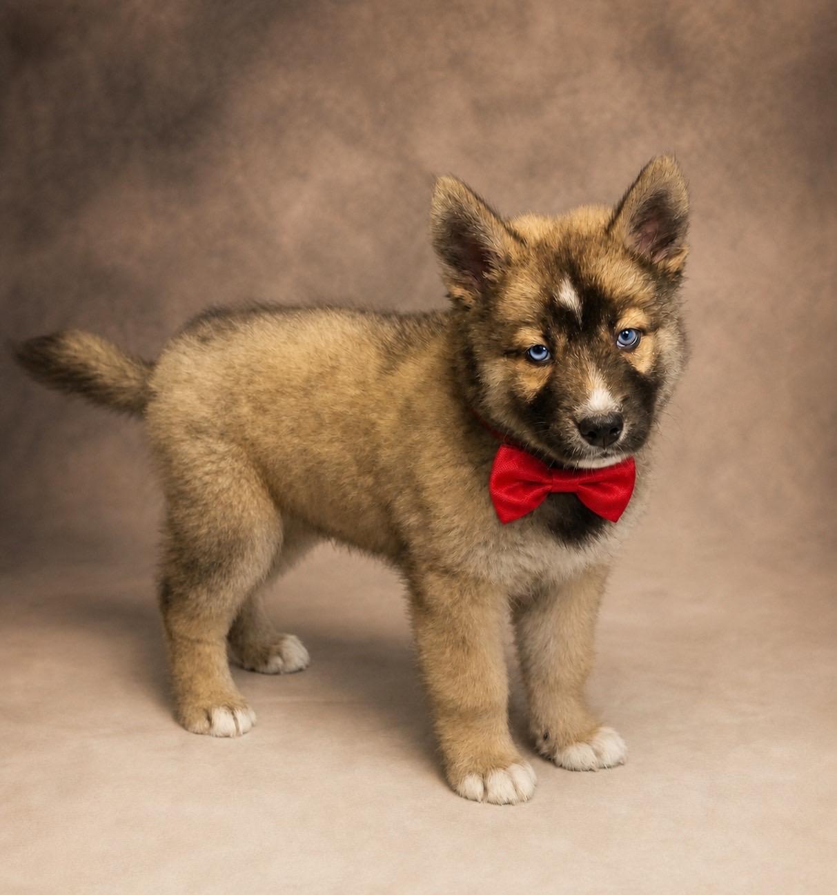 Enlarge Danzig, a ADOPTABLE mixed breed in Murrieta, CA image 2/2