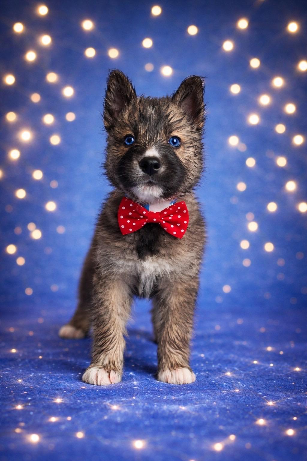 Danzig, ADOPTABLE, Puppy Male Husky & Pomeranian.