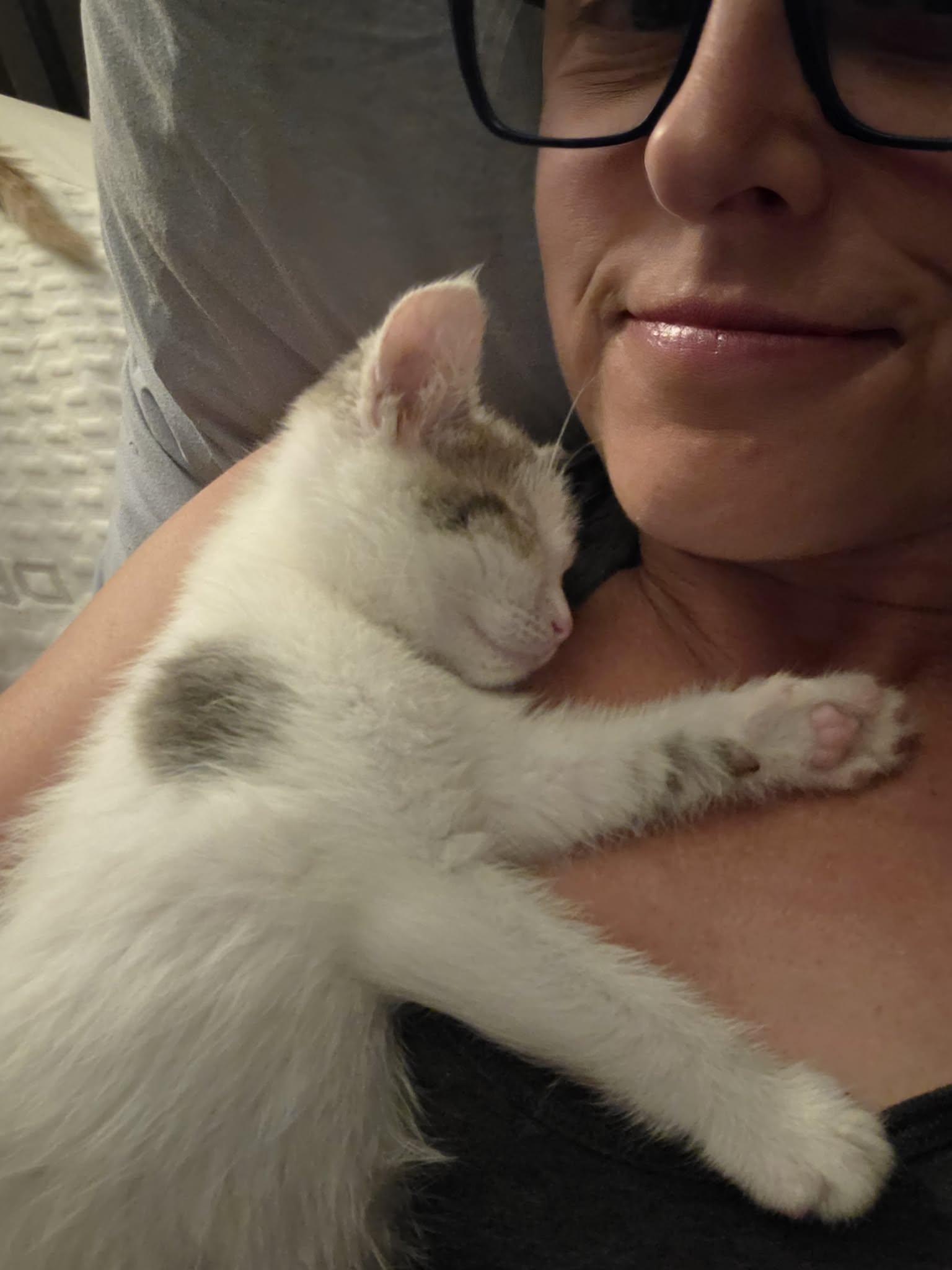Rainbow, an adopted Domestic Short Hair in Milwaukee, WI image 3/5