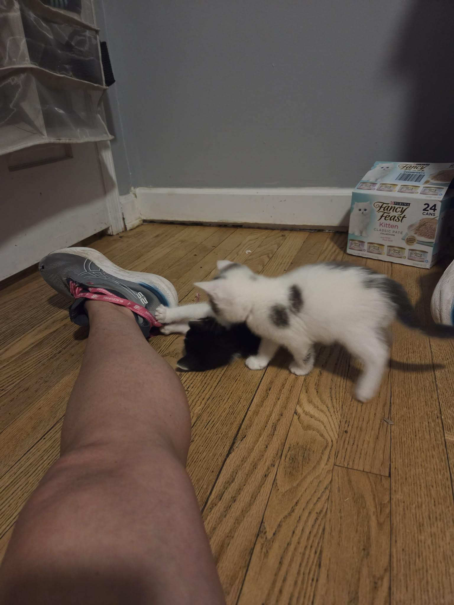 Rainbow, an adopted Domestic Short Hair in Milwaukee, WI image 4/5