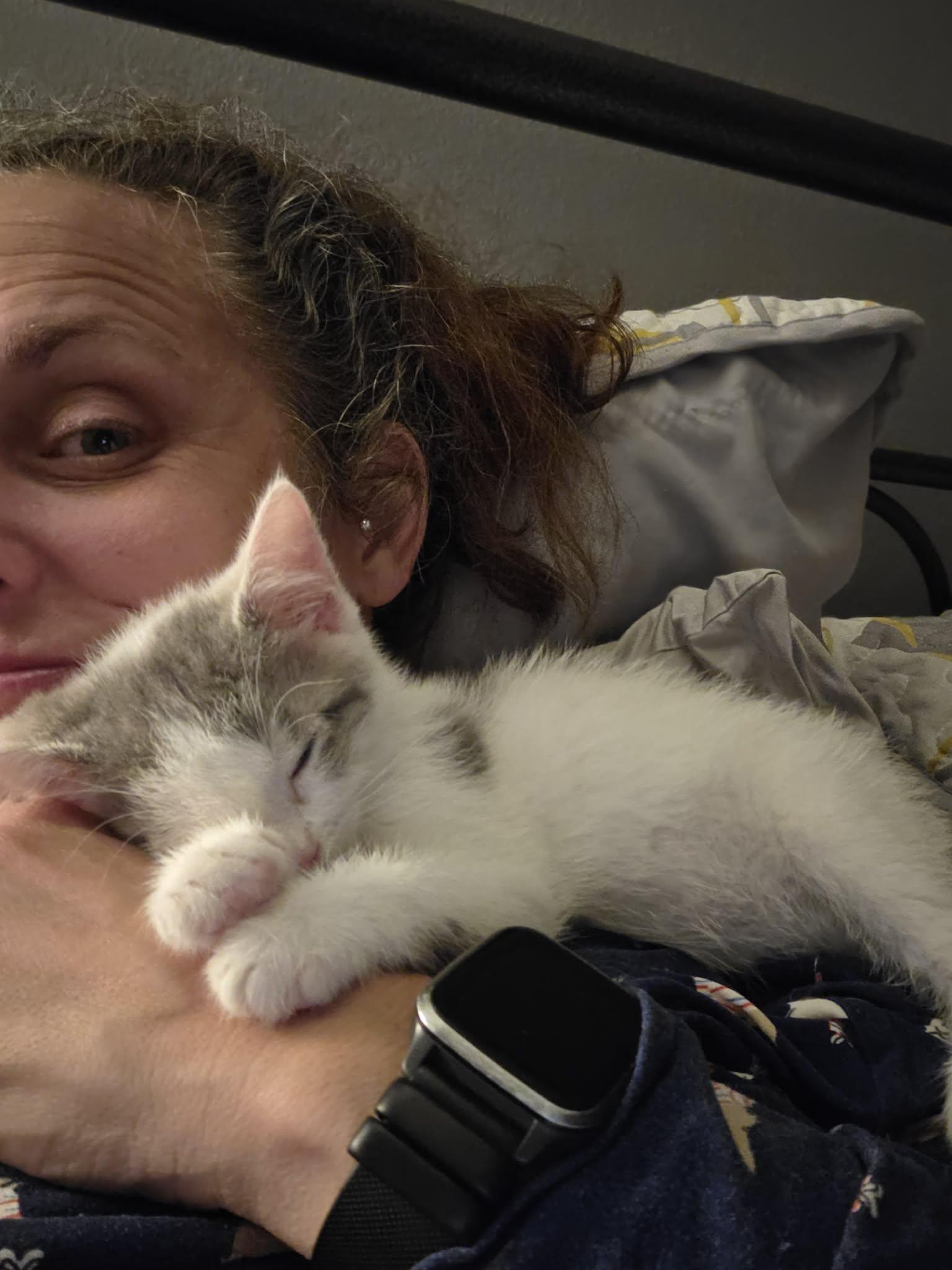 Rainbow, an adopted Domestic Short Hair in Milwaukee, WI image 5/5