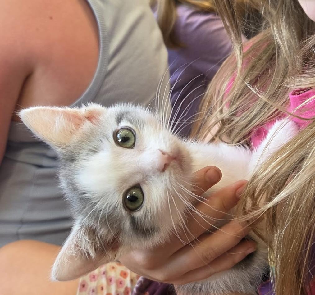Rainbow, adopted, Kitten Female Domestic Short Hair.