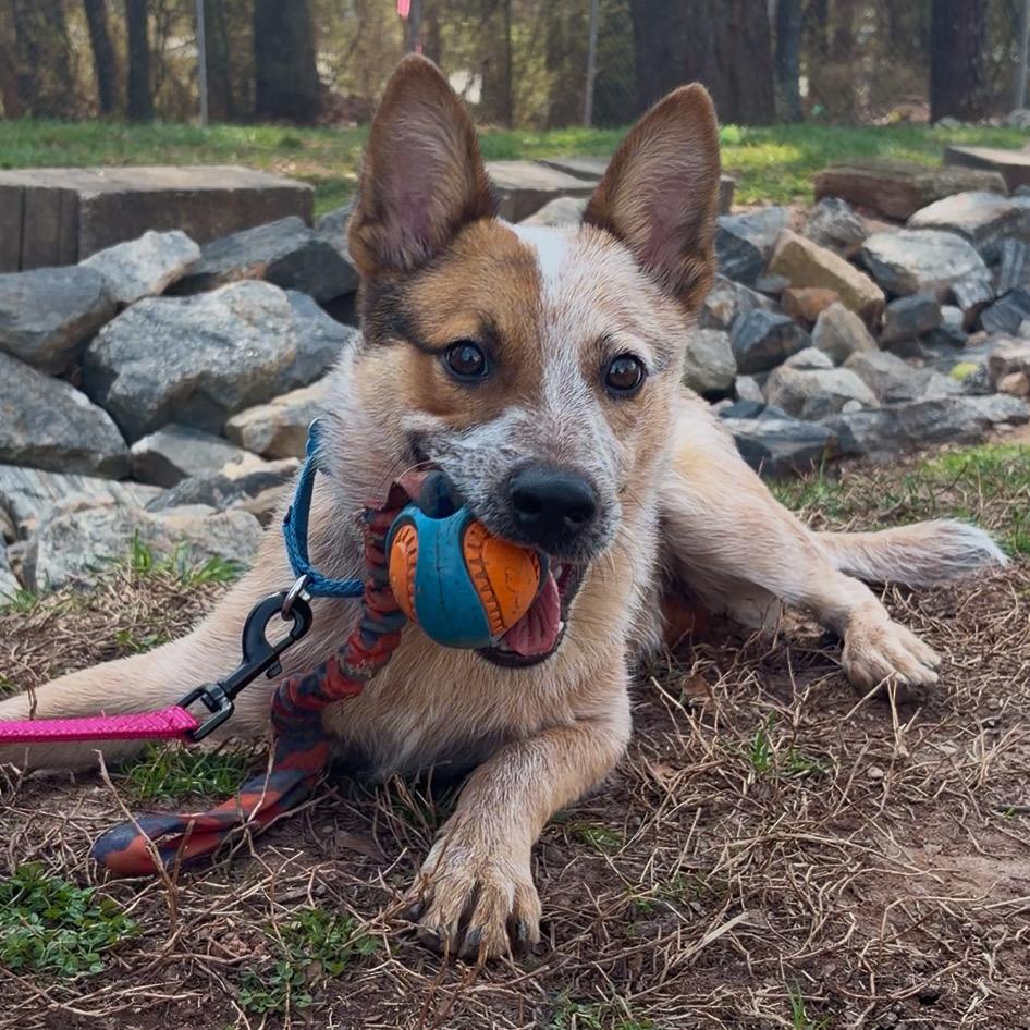 Yeti 21947 — thumbnail 2